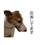 wan-note2（個別スタンプ：3）
