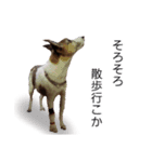 wan-note2（個別スタンプ：4）
