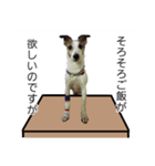wan-note2（個別スタンプ：6）