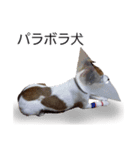 wan-note2（個別スタンプ：8）