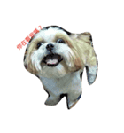 Buddingmuni（個別スタンプ：1）