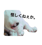 フレブルしじみ（個別スタンプ：9）