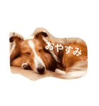 シェルティのスタンプ（個別スタンプ：2）