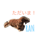 ユイララランダイ（個別スタンプ：14）
