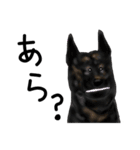 甲斐犬ぺろたん 2（個別スタンプ：7）