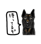 甲斐犬ぺろたん 2（個別スタンプ：12）
