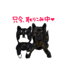 甲斐犬ぺろたん 2（個別スタンプ：21）