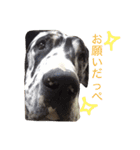ルビー＆Goo太（個別スタンプ：11）