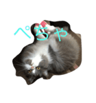 Pecha stamp（個別スタンプ：1）