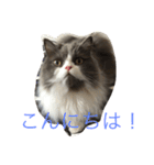 Pecha stamp（個別スタンプ：4）