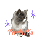 Pecha stamp（個別スタンプ：9）