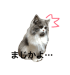 Pecha stamp（個別スタンプ：11）