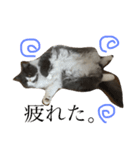 Pecha stamp（個別スタンプ：14）