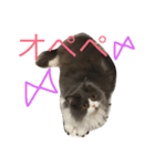 Pecha stamp（個別スタンプ：16）