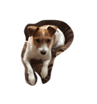 maria the Jack Russell（個別スタンプ：1）