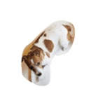 maria the Jack Russell（個別スタンプ：3）
