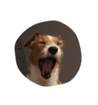 maria the Jack Russell（個別スタンプ：4）