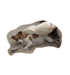 maria the Jack Russell（個別スタンプ：5）