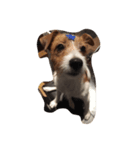 maria the Jack Russell（個別スタンプ：6）
