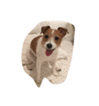 maria the Jack Russell（個別スタンプ：7）