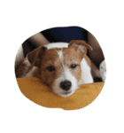 maria the Jack Russell（個別スタンプ：8）