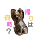 maron chan（個別スタンプ：6）