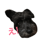 黒シュナあーちゃん（個別スタンプ：2）