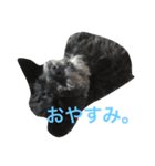 黒シュナあーちゃん（個別スタンプ：3）