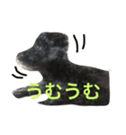 黒シュナあーちゃん（個別スタンプ：5）