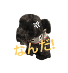 黒シュナあーちゃん（個別スタンプ：11）