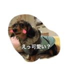 我が家のペット1（個別スタンプ：3）