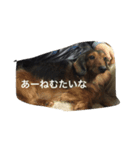 我が家のペット1（個別スタンプ：6）