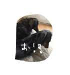我が家のペット1（個別スタンプ：8）