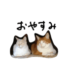 Shiro ＆Tora（個別スタンプ：24）