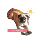 peco's  stamp（個別スタンプ：1）