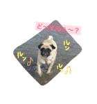 peco's  stamp（個別スタンプ：5）