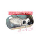 peco's  stamp（個別スタンプ：8）