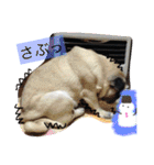 peco's  stamp（個別スタンプ：9）