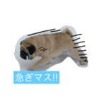 peco's  stamp（個別スタンプ：21）