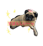 peco's  stamp（個別スタンプ：22）