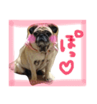 peco's  stamp（個別スタンプ：31）