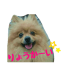 ポメラニアンのクウちゃん（個別スタンプ：1）