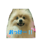 ポメラニアンのクウちゃん（個別スタンプ：2）