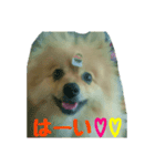ポメラニアンのクウちゃん（個別スタンプ：4）