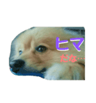 ポメラニアンのクウちゃん（個別スタンプ：5）