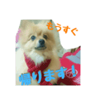 ポメラニアンのクウちゃん（個別スタンプ：6）