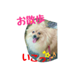 ポメラニアンのクウちゃん（個別スタンプ：7）