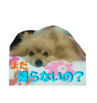 ポメラニアンのクウちゃん（個別スタンプ：8）