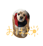 ダイナな毎日（個別スタンプ：1）