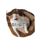 ちこんぷ（個別スタンプ：3）